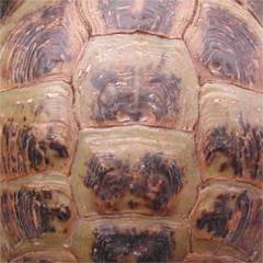 0,1 Orange / Carapax / 2003