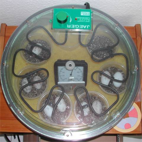 Geschlossener Inkubator 2002.