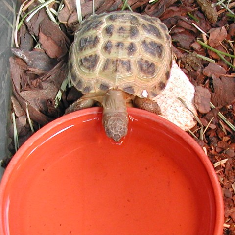 Junge Vierzehen-Landschildkrte beim Trinken