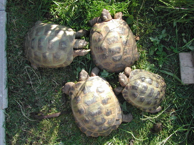 1,3 Zuchtgruppe Agrionemys horsfieldii